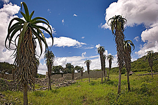 芦荟,一个,重要,遗迹,非洲,世界遗产,津巴布韦,十二月,2007年