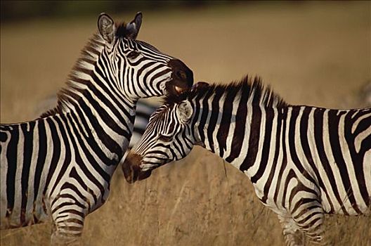 白氏斑马,斑马,一对,修饰,马赛马拉国家保护区,肯尼亚