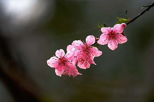 重庆酉阳,后坪风光惹人醉