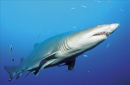 鲨鱼,海洋动物