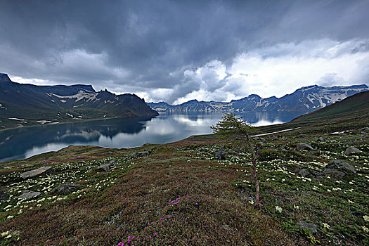 长白山高山杜鹃