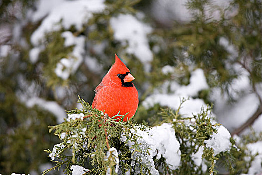 主红雀,雄性,桧属植物,冬天,伊利诺斯,美国