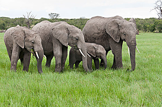 非洲象,群,放牧,肯尼亚