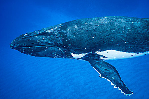 驼背鲸
