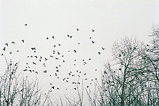 乌鸦,飞,高处,树