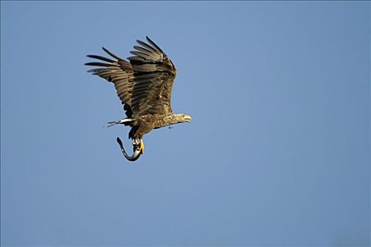 白色,尾巴,鹰,白尾海雕,飞行,鳗鱼