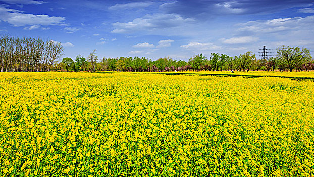 虞舜湿地公园的油菜花