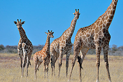 长颈鹿,成年,女性,幼兽,站立,干草,埃托沙国家公园,纳米比亚,非洲