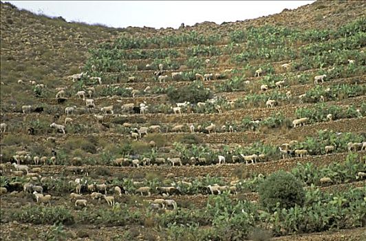 西班牙,安达卢西亚,卡博地质公园,绵羊,山羊,梯田