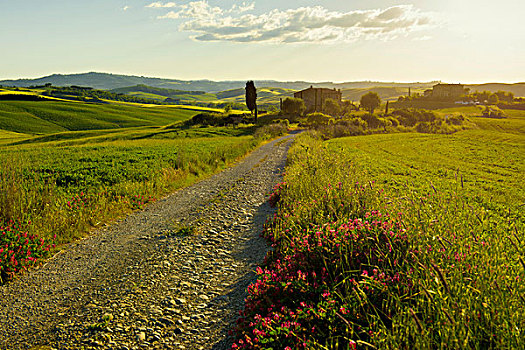 风景,土路,靠近,皮恩扎,锡耶纳省,托斯卡纳,意大利,欧洲