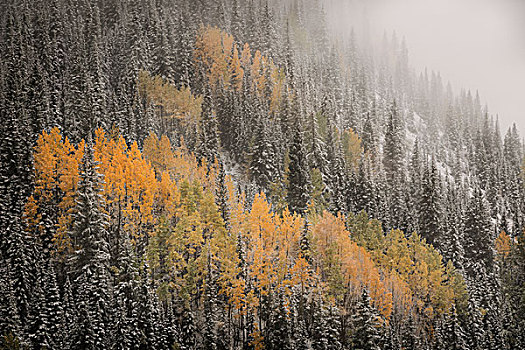 美国,科罗拉多,圣胡安山,秋天,下雪,树林,画廊