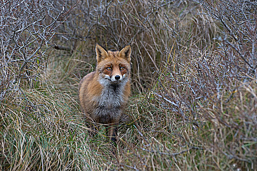 红狐,狐属,密集,灌木丛,北荷兰,荷兰