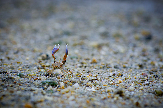 沙蟹,螃蟹,蟹,大眼蟹,沙,沙粒,沙滩,砂石,沙子,颗粒,行走,无人,特写,海边,海沙,小螃蟹,伪装,仿色,自然,生态,生物链,举手,召唤