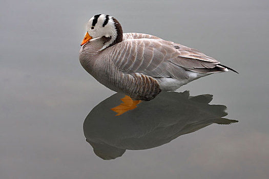 春天里独自在水边憩息的斑头雁