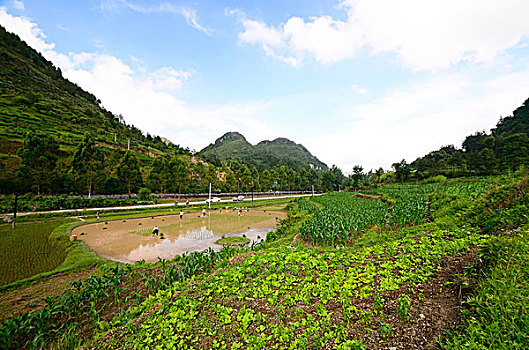 梯田