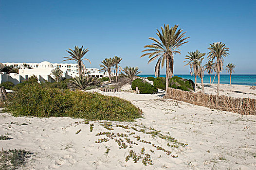 孤单,海滩,酒店,棕榈树,树,海洋,杰尔巴,岛屿,突尼斯,北非,非洲