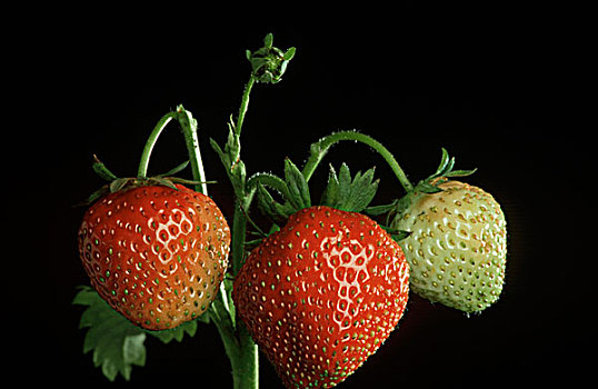 草莓植物,红色,绿色,草莓