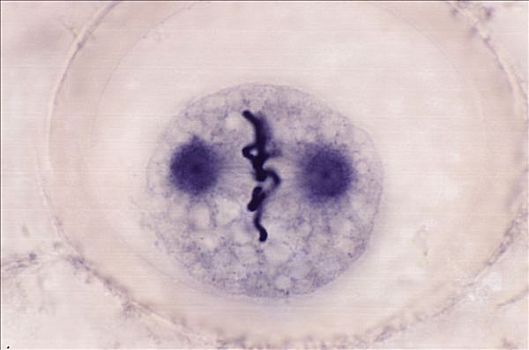 染色体,排列,中间,细胞