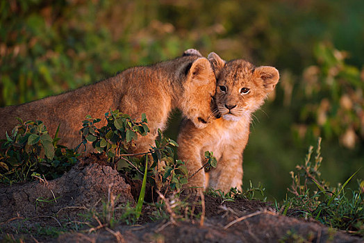幼狮,狮子,依偎,向上,相互,早晨,亮光,塞伦盖蒂,裂谷省,肯尼亚,非洲