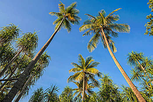 椰树,苏拉威西岛,印度尼西亚,亚洲