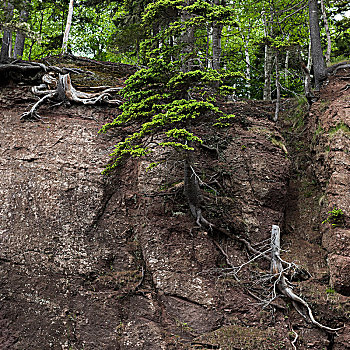 树,霍伯威尔岩,芬地湾,新布兰斯维克,加拿大