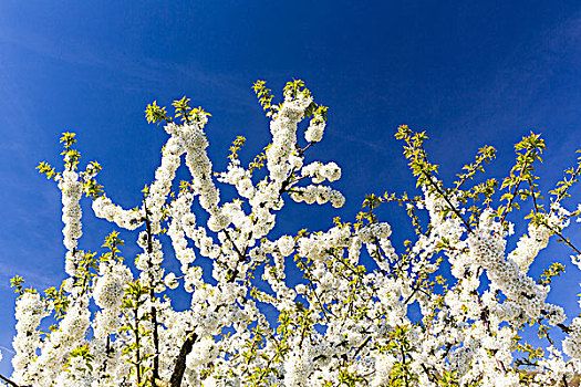 特写,樱桃树,枝条,开花,蓝天,春天,瑞士