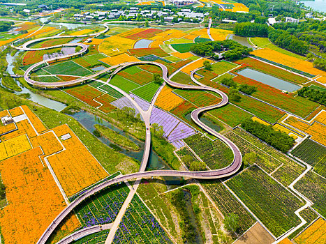 江苏省宿迁市,衲田花海,迎客来