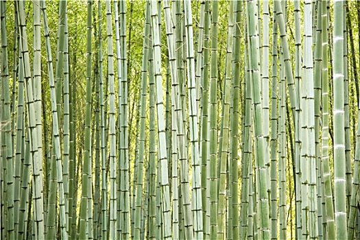 竹子,树,背景