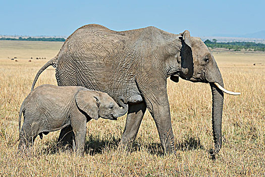 非洲象,成年,女性,幼兽,马赛马拉国家保护区,肯尼亚,非洲