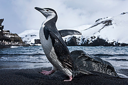 南极,南设得兰群岛,帽带企鹅,阿德利企鹅属,走,黑色,火山,沙滩,欺骗岛