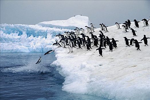 阿德利企鹅,群,跳跃,小,冰山,保利特岛,威德尔海,南极
