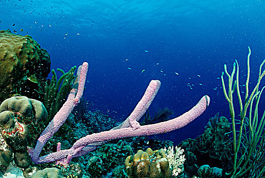 珊瑚礁,海绵,伯利兹,加勒比海,中美洲