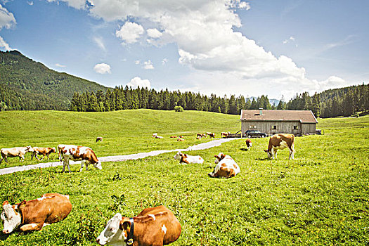 牛,放牧,土地,房子