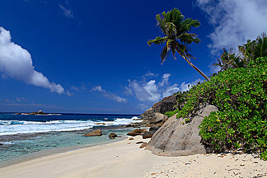 椰树,手掌,花冈岩,石头,海滩,马埃岛,塞舌尔,非洲,印度洋