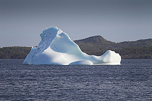 冰山,靠近,岸边,纽芬兰,拉布拉多犬,加拿大