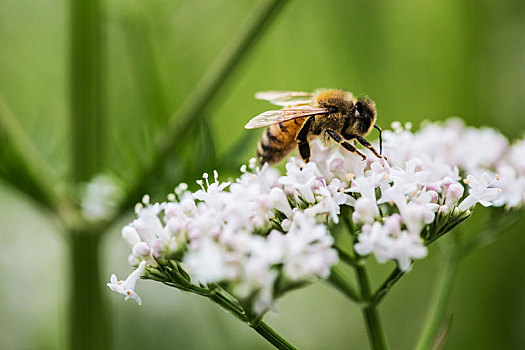 蜜蜂,收集,花粉,盛开,白花,野生,母牛,西芹,猪草,植物