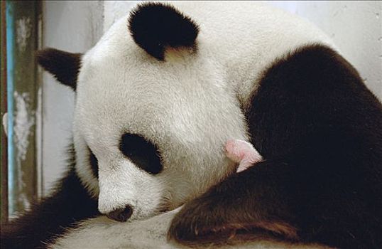 大熊猫,俘获,新生,钟点,老,幼兽,中国,研究中心,卧龙自然保护区