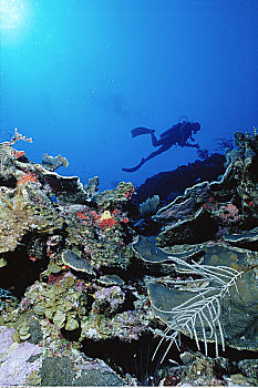 水下视角,潜水者,大开曼岛,英属西印度群岛