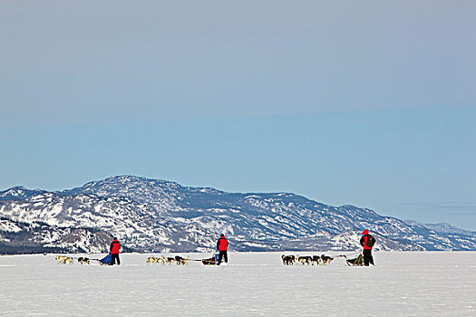 三个男人,跑,驾驶,狗拉雪橇,团队,雪橇狗,阿拉斯加,爱斯基摩犬,冰冻,育空地区,加拿大