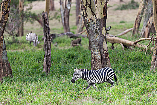 平原斑马,斑马,马,禁猎区,肯尼亚,非洲