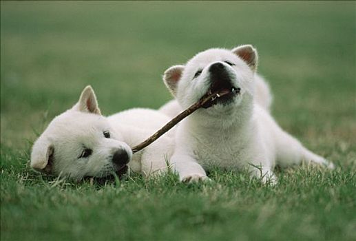 狗,两个,小狗,玩,细枝,日本