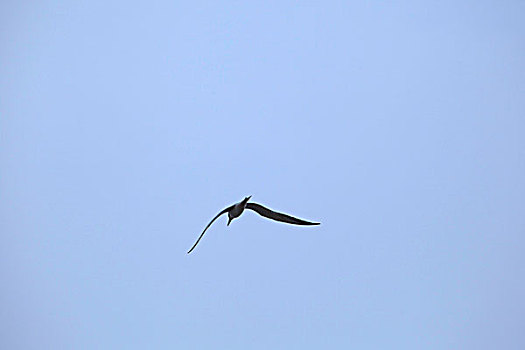 在海上展翅飞翔的海鸟
