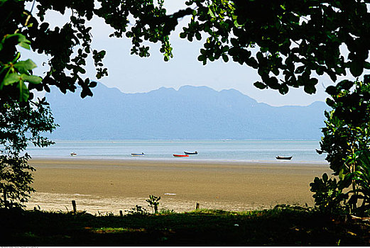 海滩,框架,叶子,巴戈国家公园,婆罗洲,马来西亚