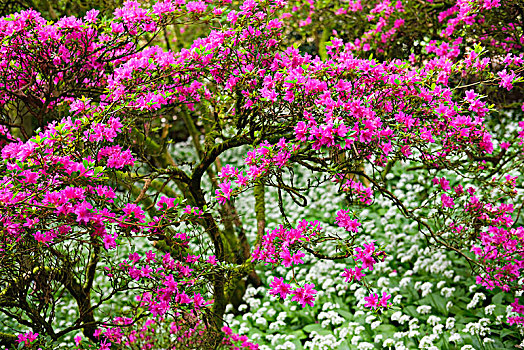 盛开,杜鹃花属植物,花园,法尔茅斯,康沃尔,英格兰,英国