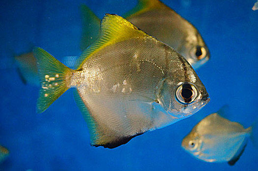 鲳鱼在水族馆里游动