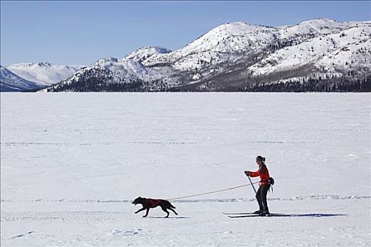 女人,越野滑雪,雪橇狗,鱼,湖,育空地区,加拿大