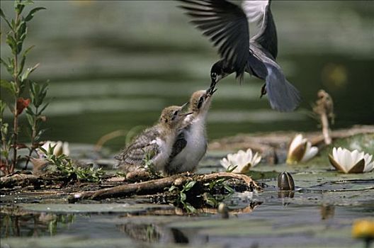 黑燕鸥,黑浮鸥,悬空,喂食,幼禽