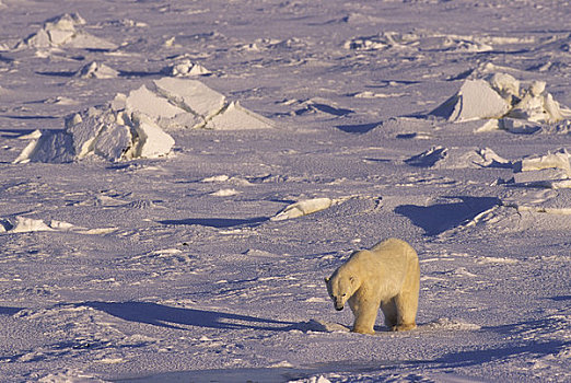 加拿大,曼尼托巴,北极熊,走,海冰