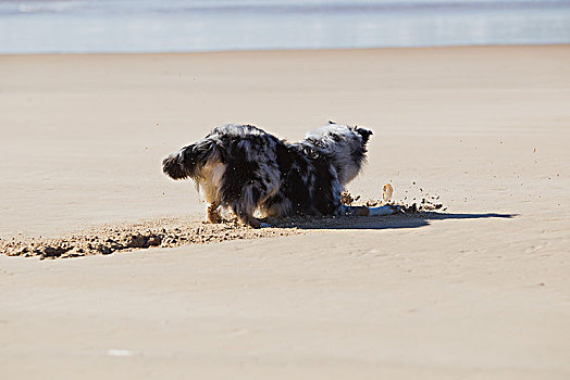 狗,挖,沙子,海滩