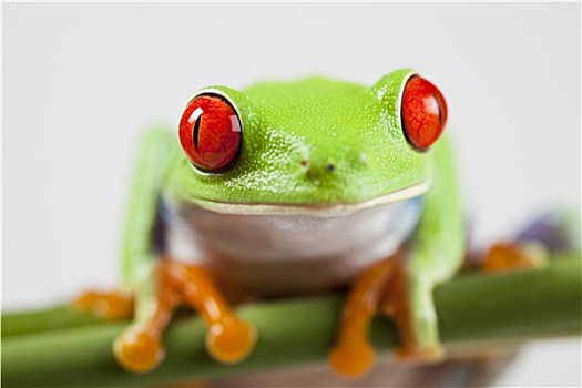 青蛙,小动物,红色